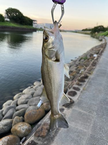 荒川新芝川合流
