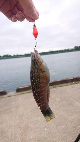 ホシササノハベラ