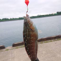 ホシササノハベラ