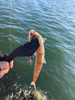 エソの釣果
