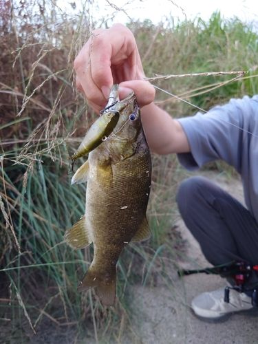 スモールマウスバスの釣果
