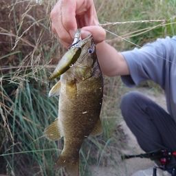 スモールマウスバス