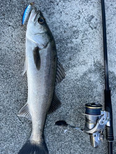 スズキの釣果