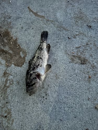 クロソイ