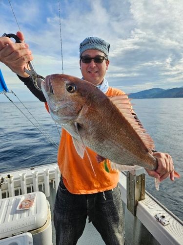 マダイの釣果