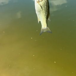 ラージマウスバス