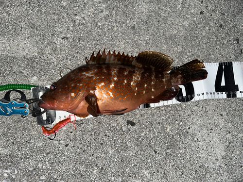 キジハタの釣果