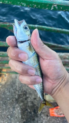 サバの釣果