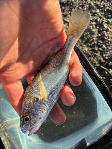 シログチの釣果