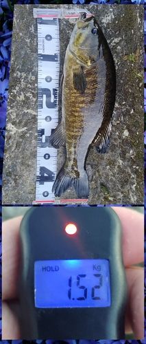 スモールマウスバスの釣果