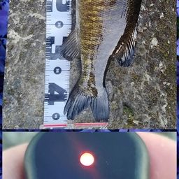 スモールマウスバス