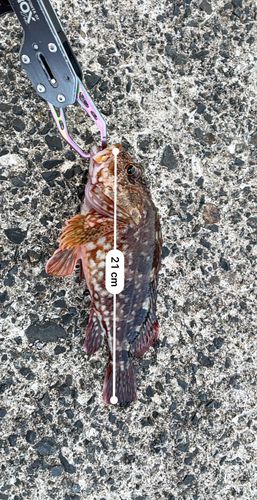 カサゴの釣果