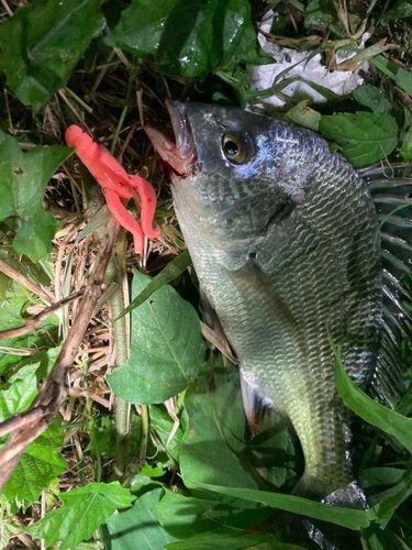 キビレの釣果