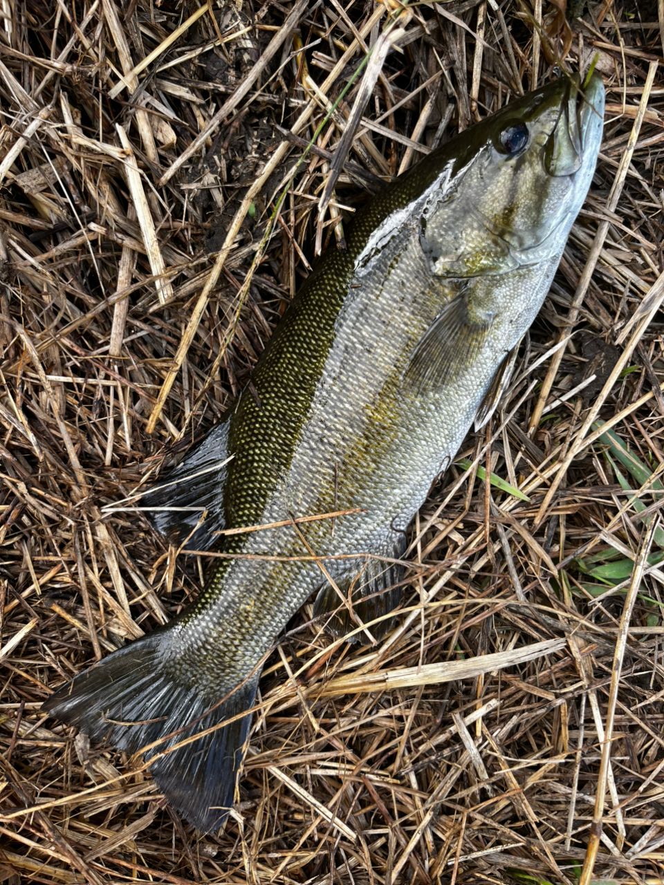 スモールマウスバス