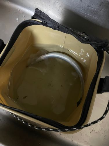 ダツの釣果