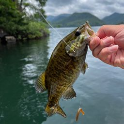 スモールマウスバス