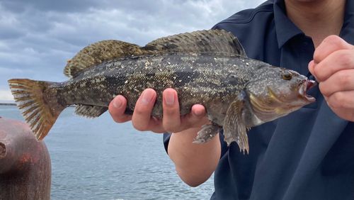 アブラコの釣果