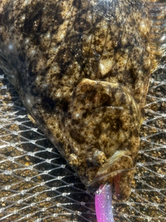 ヒラメの釣果