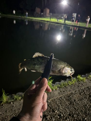 ニジマスの釣果