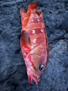 アカハタの釣果