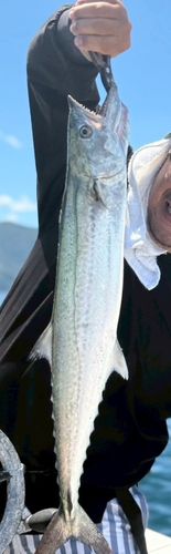 サゴシの釣果