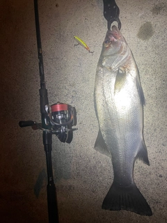 ヒラスズキの釣果