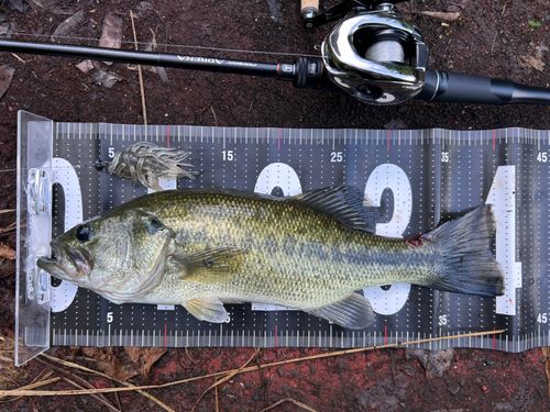 ブラックバスの釣果