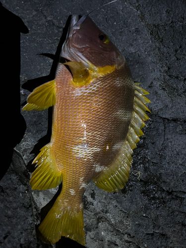 シブダイの釣果