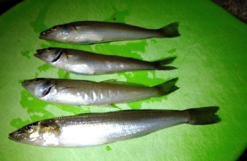 シロギスの釣果