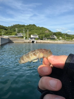 イトヒキハゼの釣果