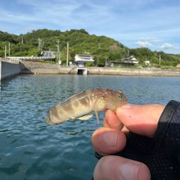 イトヒキハゼ