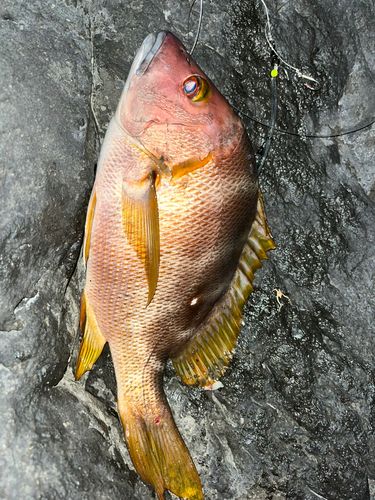 シブダイの釣果