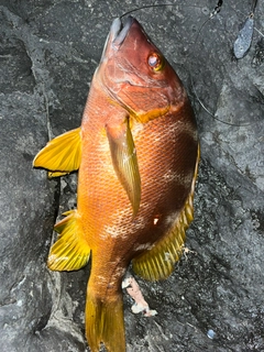 シブダイの釣果
