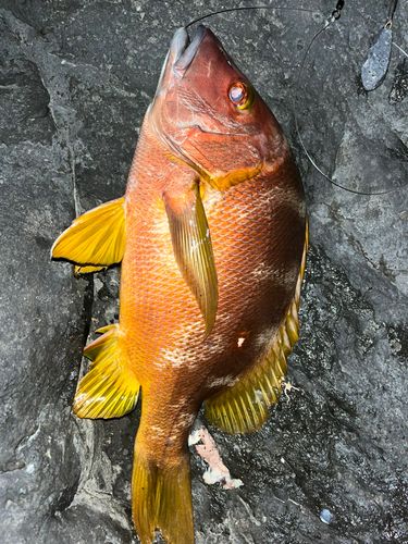 シブダイの釣果