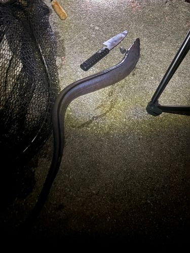 クロアナゴの釣果