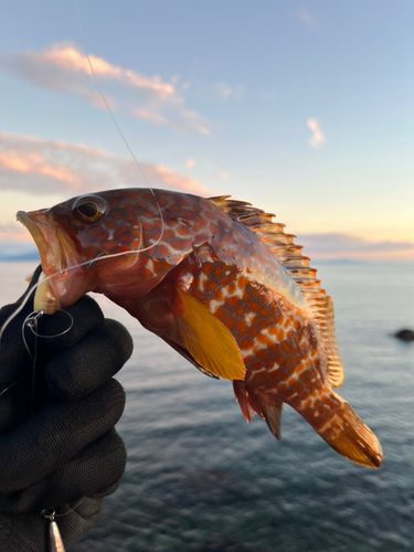 キジハタの釣果