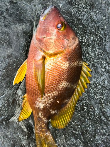 シブダイの釣果