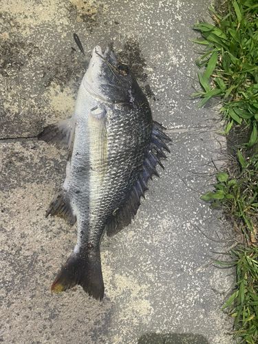 チヌの釣果