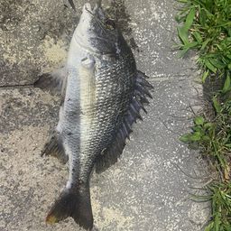 チヌ