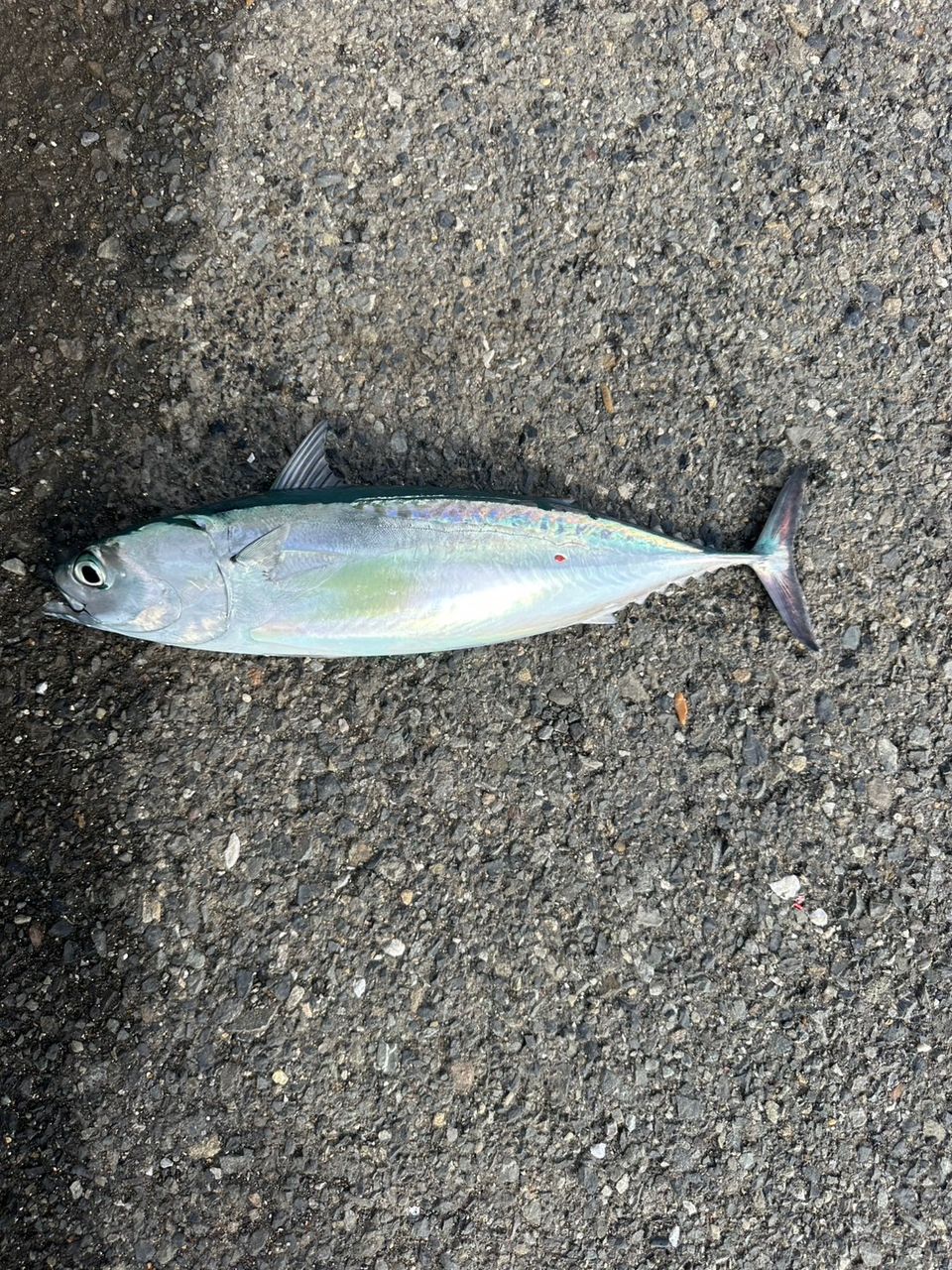ソウダガツオ