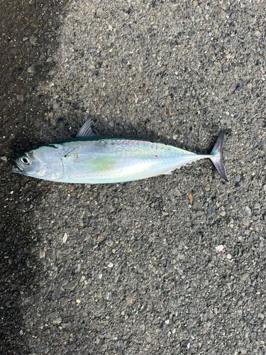 ソウダガツオの釣果