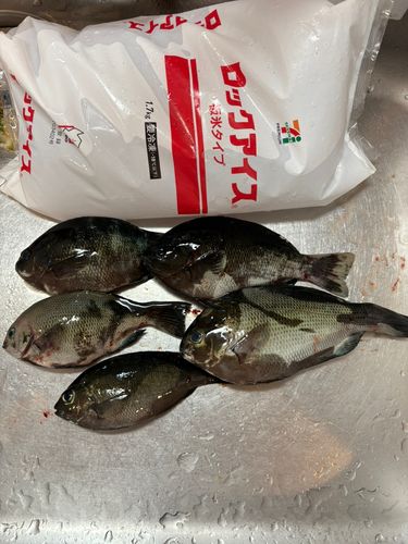 グレの釣果