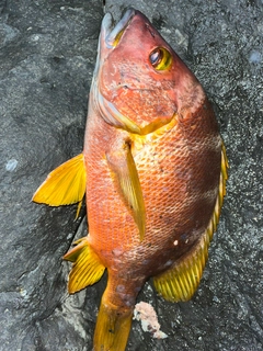 シブダイの釣果