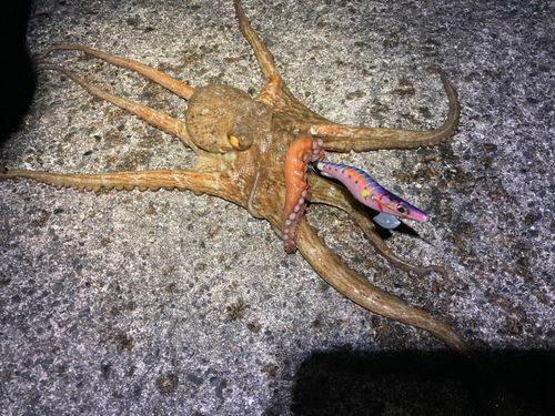 タコの釣果
