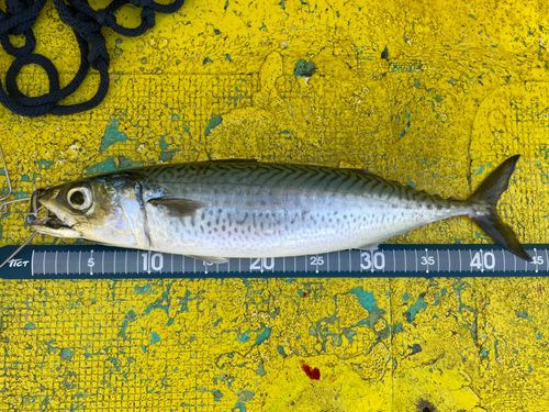 ゴマサバの釣果