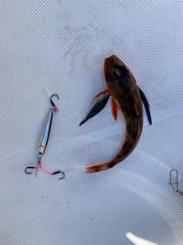 ホウボウの釣果