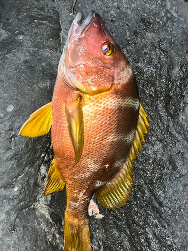 シブダイの釣果