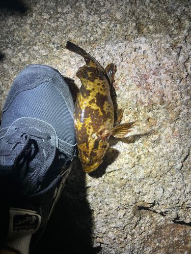 タケノコメバルの釣果