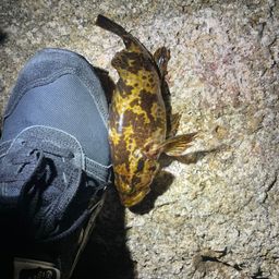 タケノコメバル