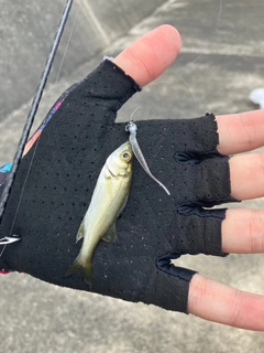 スズキの釣果